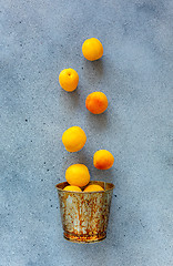 Image showing Ripe apricots fall into the bucket.