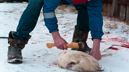 Image showing Man cuts off the wings on the goose carcass winter