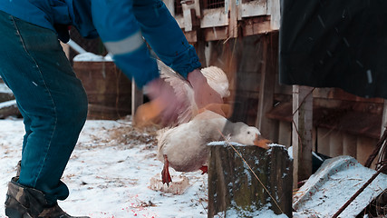 Image showing goose head chopped off with an ax