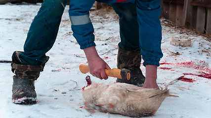 Image showing Man cuts off the wings on the goose carcass winter