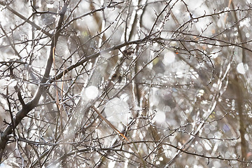 Image showing Birch trunk in nature