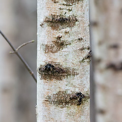 Image showing Birch trunk in nature