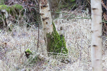 Image showing Birch trunk in nature