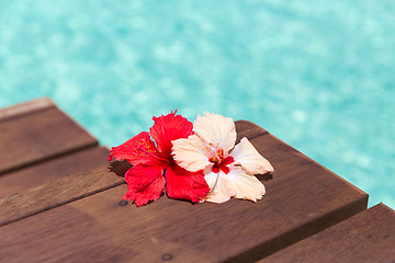 Image showing beautiful purple hibiscus flower on wooden pier