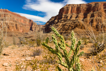 Image showing thorny cactus growing in desert of grand canyon