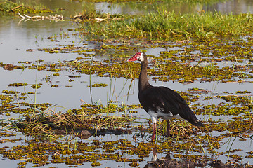 Image showing bird Spur-winged Goose, Okavango, Botswana, Africa