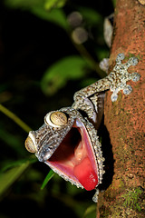 Image showing Giant Leaf-tail Gecko, Uroplatus fimbriatus, Madagascar