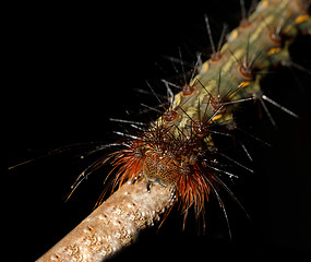 Image showing caterpillar founded in Nosy Mangabe, Madagascar