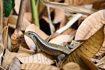 Image showing Madagascar girdled lizard (Zonosaurus madagascariensis)