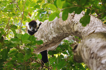 Image showing Black-and-white ruffed lemur (Varecia variegata), Madagascar