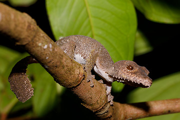 Image showing leaf-tailed gecko, Uroplatus fimbriatus, madagascar