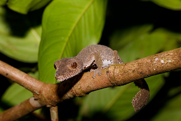 Image showing leaf-tailed gecko, Uroplatus fimbriatus, madagascar