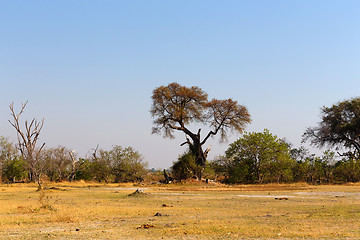 Image showing Moremi game reserve, Okavango delta, Africa Botswana