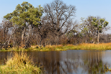 Image showing Moremi game reserve, Okavango delta, Botswana Africa