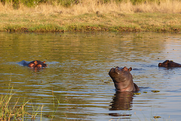 Image showing Hippo Hippopotamus, Okavango delta, Botswana Africa