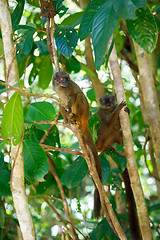 Image showing white-headed lemur (Eulemur albifrons), Madagascar