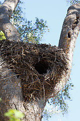 Image showing big nest on the tree, Botswana, Africa