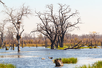 Image showing Moremi game reserve, Okavango delta, Botswana Africa