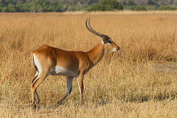 Image showing southern lechwe in Okavango, Botswana, Africa