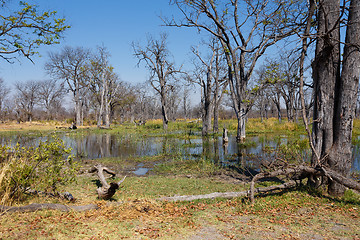 Image showing Moremi game reserve, Okavango delta, Botswana Africa