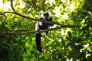 Image showing Black-and-white ruffed lemur (Varecia variegata), Madagascar