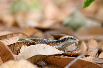 Image showing Madagascar girdled lizard (Zonosaurus madagascariensis)