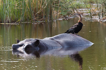 Image showing Hippo Hippopotamus, Okavango delta, Botswana Africa