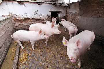 Image showing Pigs in Pen