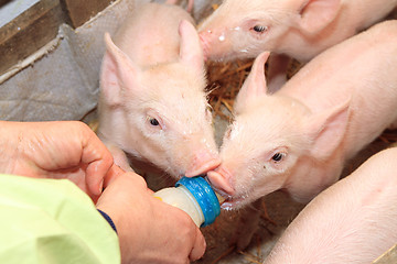 Image showing Piglets Milk Bottle