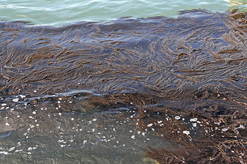 Image showing Seaweed in Water