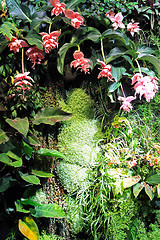Image showing Orchids Garden