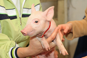 Image showing Holding Piglet