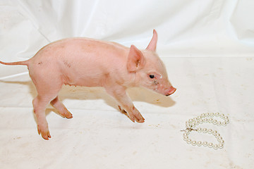 Image showing Pearls Before Swine