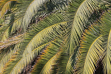 Image showing Palm Branches