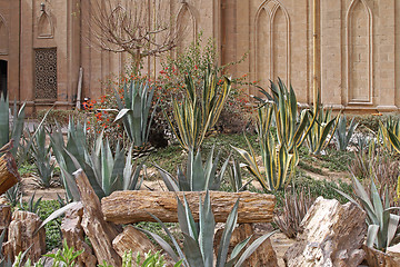 Image showing Cactus Garden