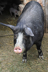 Image showing Black Sow