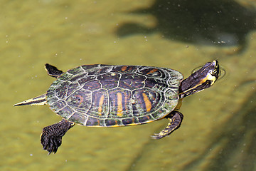 Image showing Turtle