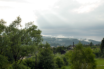 Image showing Spruce trees if fog