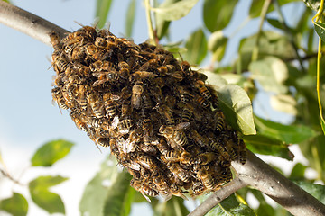 Image showing Bees making temporary hive