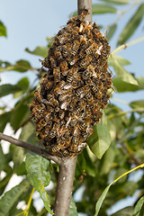 Image showing Bees making temporary hive