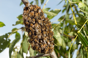 Image showing Bees making temporary hive