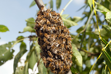 Image showing Bees making temporary hive