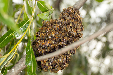 Image showing Bees making temporary hive