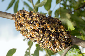 Image showing Bees making temporary hive