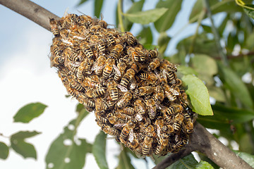 Image showing Bees making temporary hive