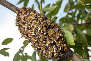 Image showing Bees making temporary hive