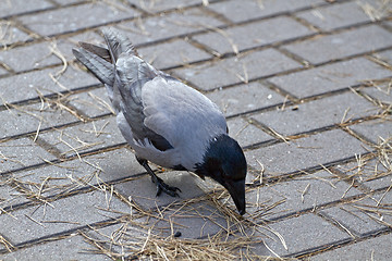 Image showing Black and grey crown