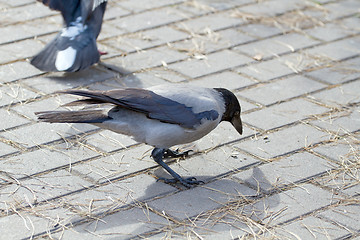 Image showing Black and grey crown