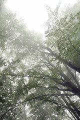 Image showing Foggy landscape with branches