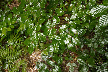 Image showing Green grass fern